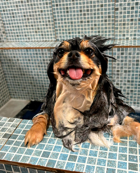 Cachorro sendo cuidado no banho e tosa