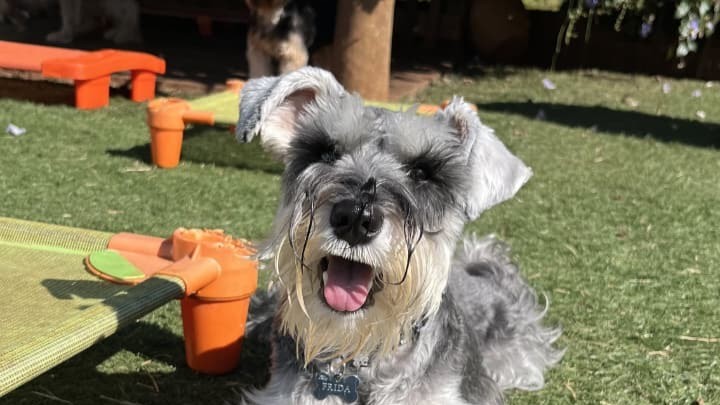 Auluno Frida