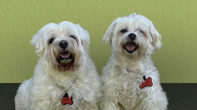 Aulunos Luna e Mel