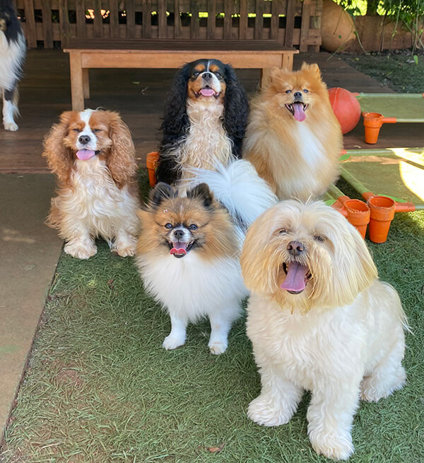 Cães na DogZ
