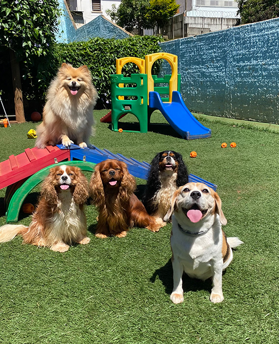 Cachorros felizes brincando no daycare