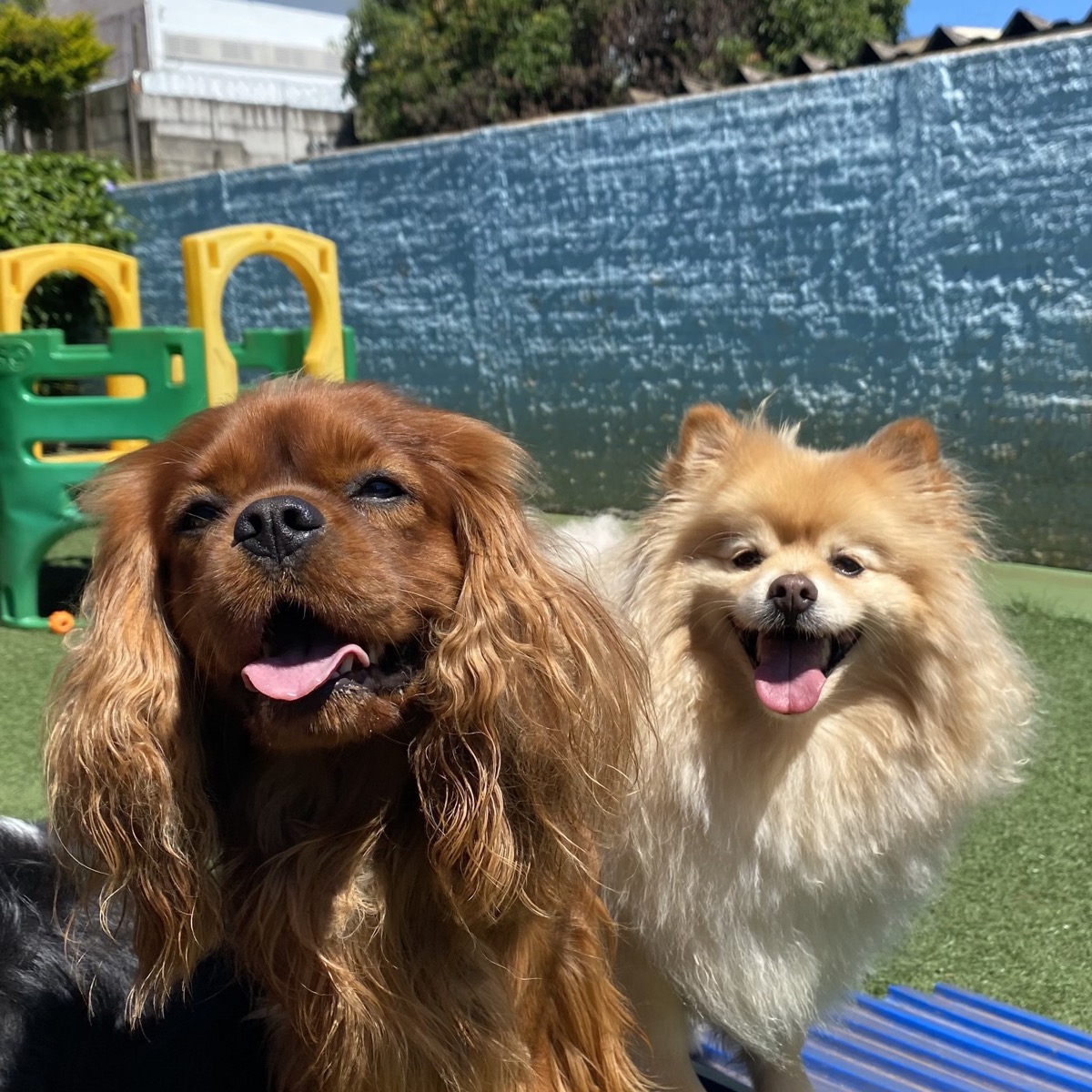 Cães explorando estímulos e brincadeiras no daycare
