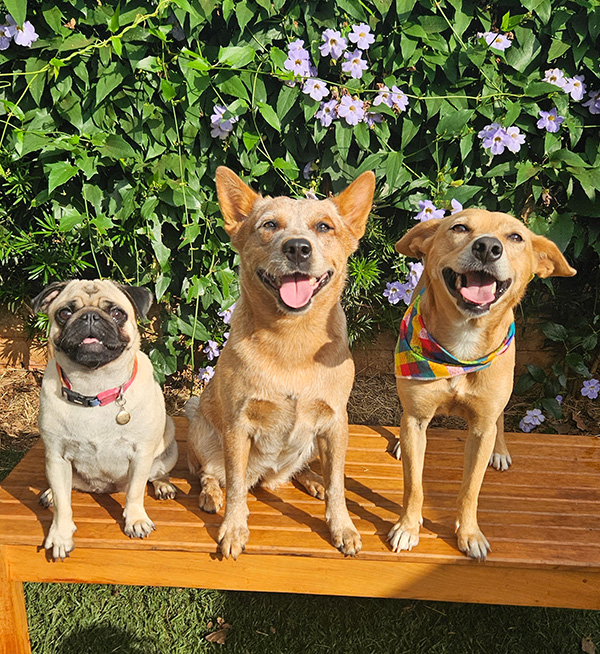 Matilha DogZ