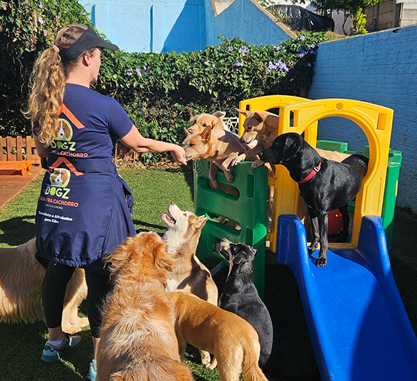 Atividades e socialização na DogZ