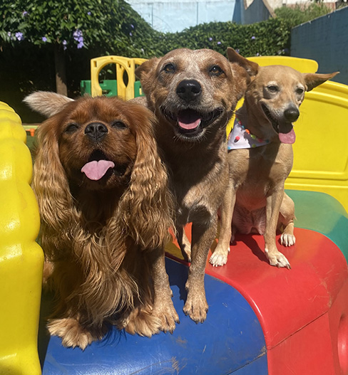 Cães felizes brincando na estrutura