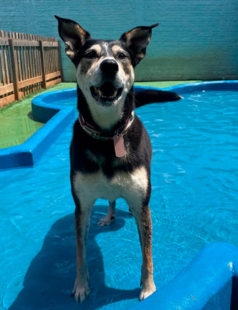 Piscina - cão nadando
