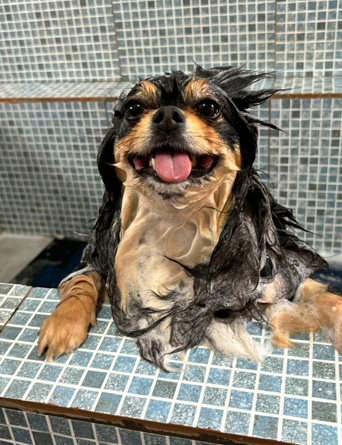 Banho e tosa