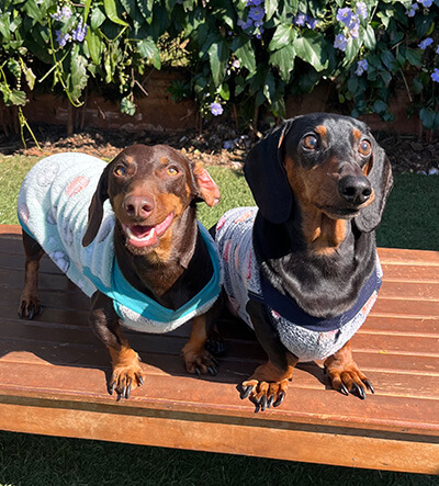 Dupla de cães salsichas em Hotel para Cães em Botucatu/SP