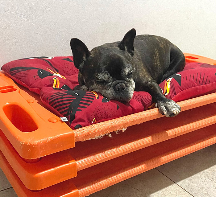 Foto de cachorro no Hotel e Hospedagem para Cães na DogZ Botucatu/SP