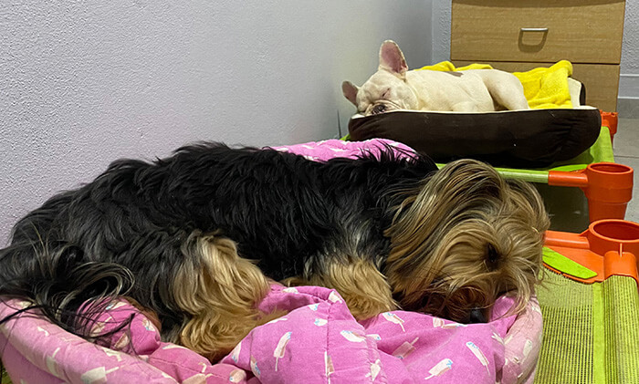 Cão descansando, confortável e seguro no Hotel para Cães em Botucatu/SP