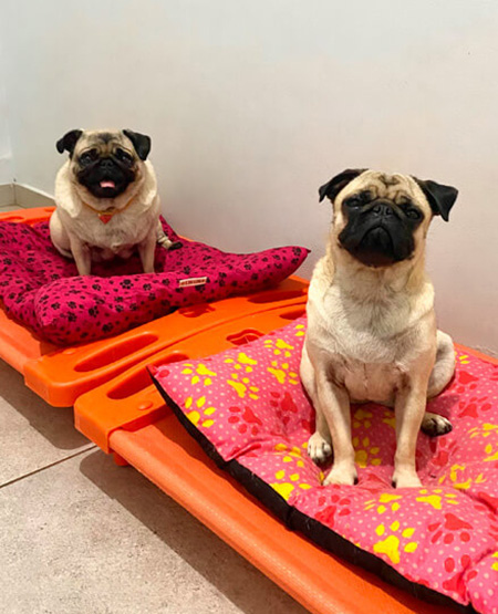 Cachorro confortável em área de hospedagem