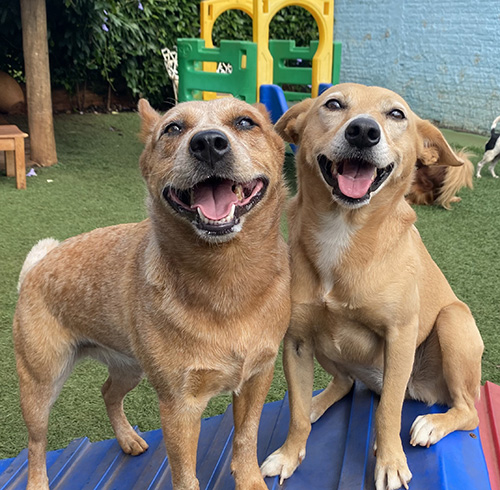 Cachorros felizes