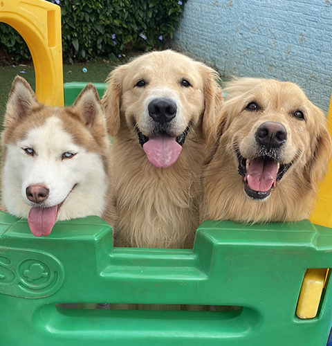 Cachorros brincando
